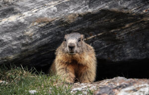 What is a Groundhog and Why Does it Have a Holiday?