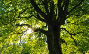 Idioms and Expressions Related to Trees