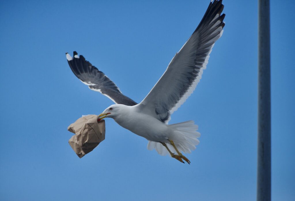 A white bird in the sky, making off with a paper bag it has just stolen