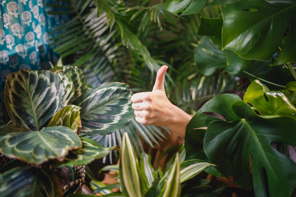 A woman's hand surrounded by plants making the "thumbs-up" gesture