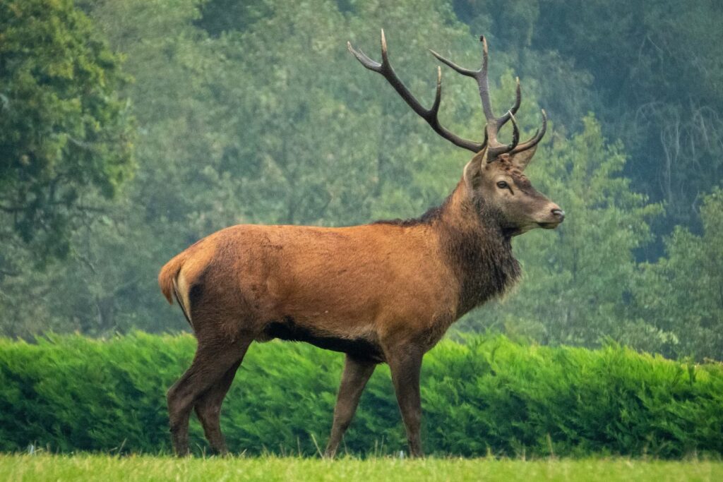 A large deer walking in a natural area