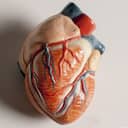 Plaster model of a human heart used for teaching anatomy
