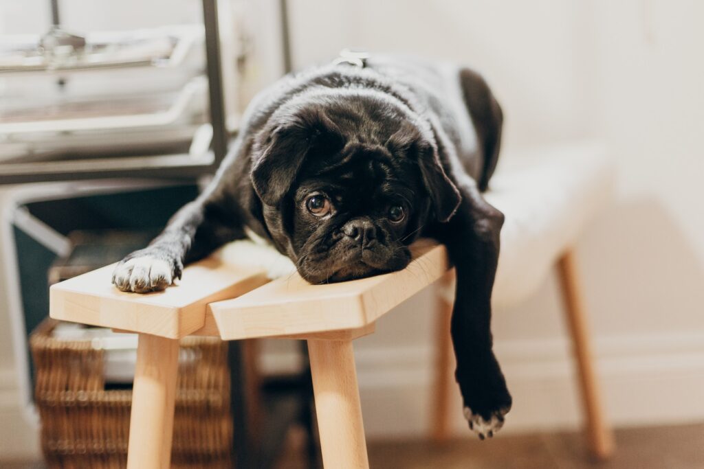 A dog lying down with a bored expression on its face