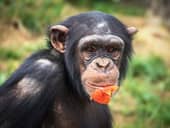 Chimpanzee chewing on some fruit looking at the camera
