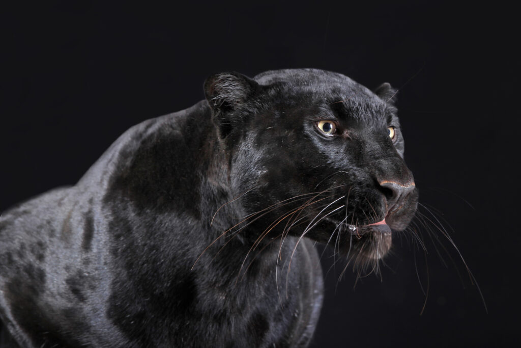 A close-up image of a panther against a black background